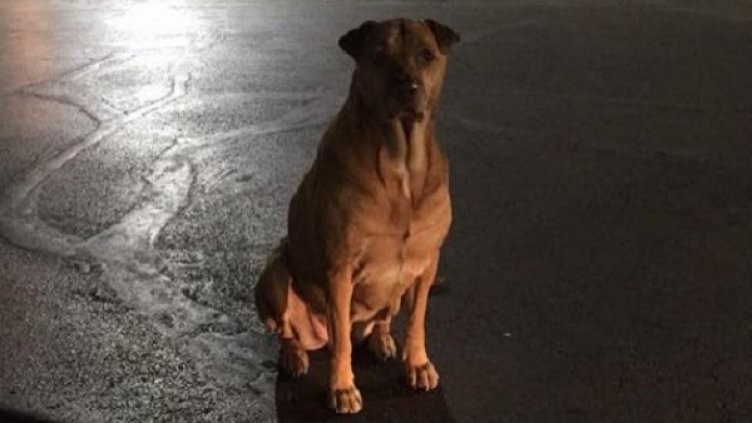 Снимка: Facebook