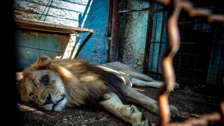 Снимка: "Четири лапи"