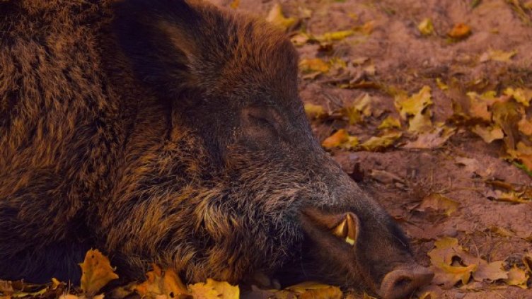 Снимка: pixabay.com