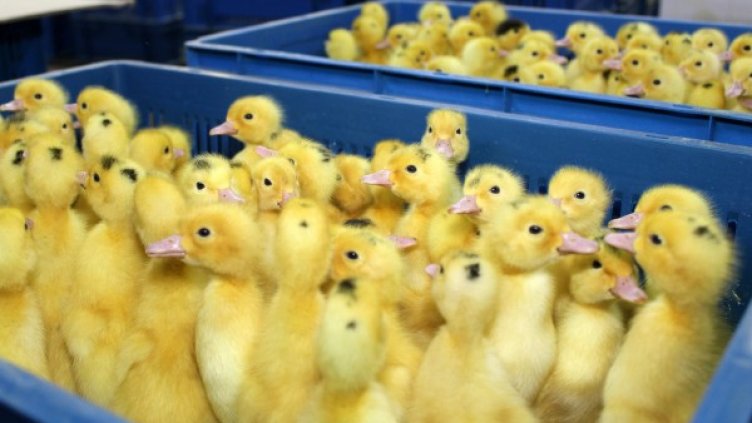 Снимка: Булфото