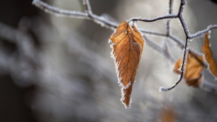 Снимка: pixabay.com