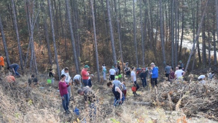 2000 нови дръвчета засадиха 230 доброволци от ЧЕЗ на мястото на опожорена гора до Росоман
