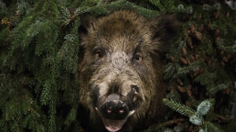 Снимки: Reuters