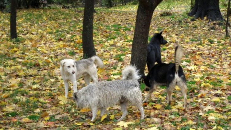 Снимка: BulFoto