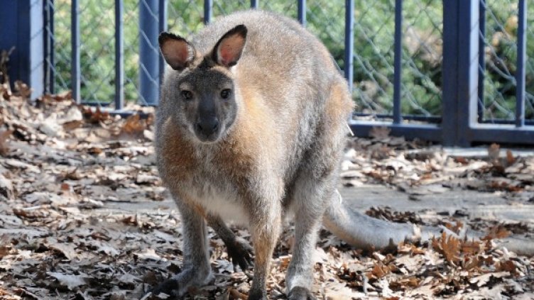 Снимка: Булфото, архив