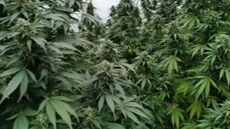 Снимка: Bulgaria ON AIR