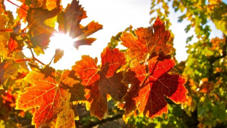 Снимка: flickr