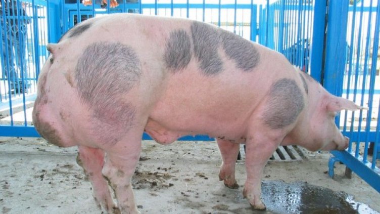 Архив: Булфото