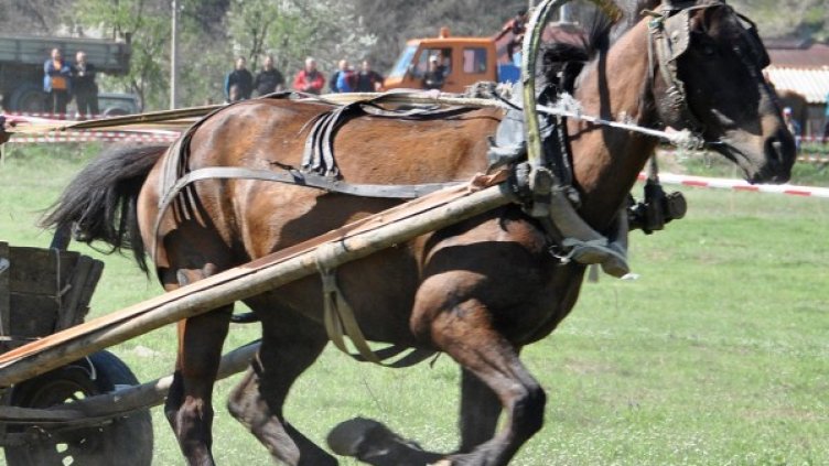 Снимка: Булфото, архив