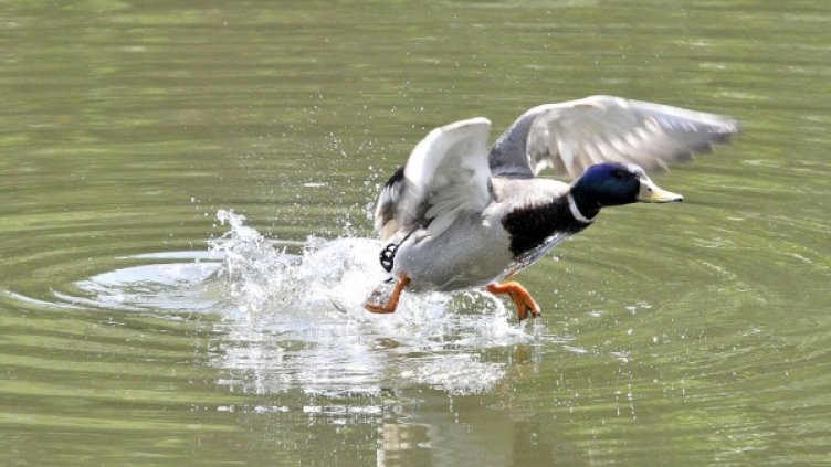 Снимка: архив "Булфото"
