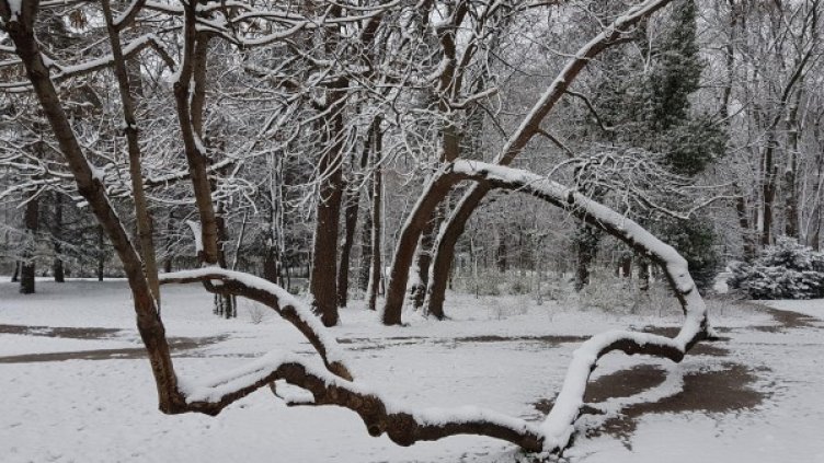 Снимка: BulFoto