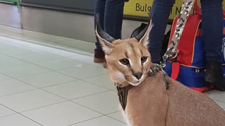 Снимки: Забелязано в София/Facebook