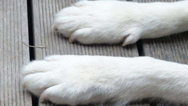 Снимка: pixabay.com