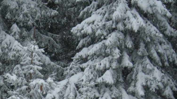 Снимка: Булфото, архив