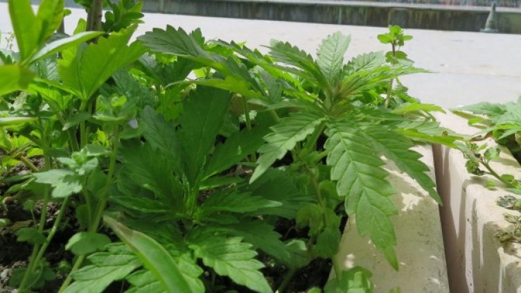 Снимка: архив "Булфото"