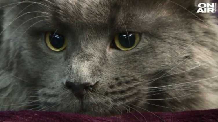 Кадър: Bulgaria ON AIR