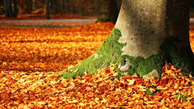 Снимка: Pixabay