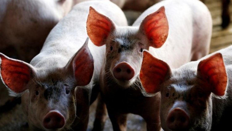 Снимкa: Reuters, архив