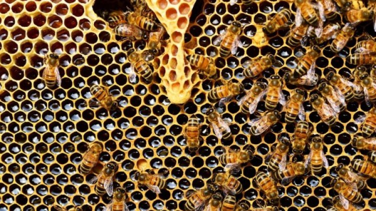 Снимка: pixabay