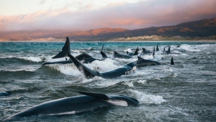 "В очите им имаше сълзи" &ndash; агонията и масовата смърт на делфини