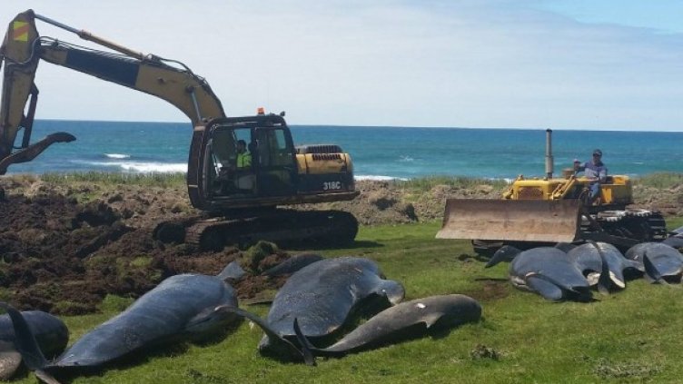 Снимка: DEPARTMENT OF CONSERVATION