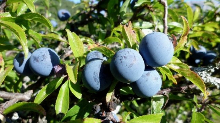 Снимка: wikimedia commons