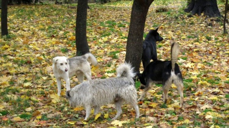 Снимка: Булфото