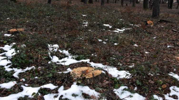 Снимка: архив "Булфото"