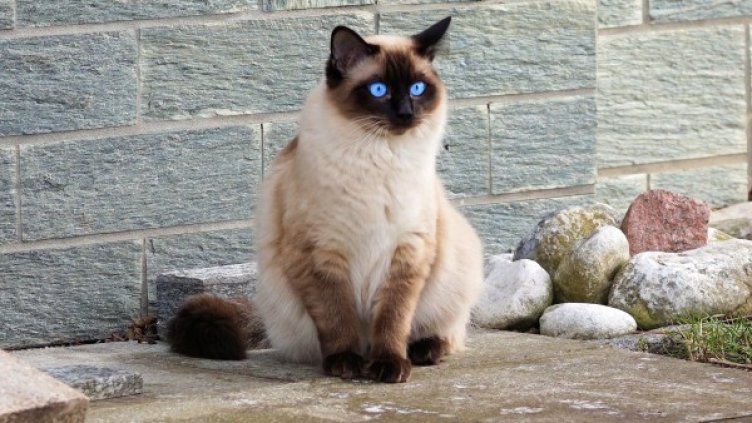 Снимка: Pexels