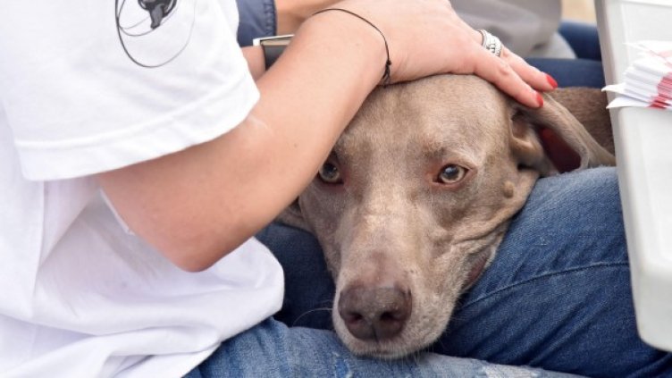 Снимка: архив "Булфото"