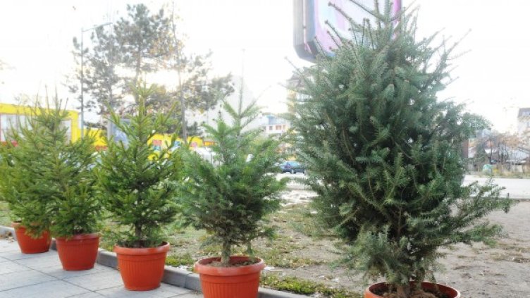 Архив: Булфото