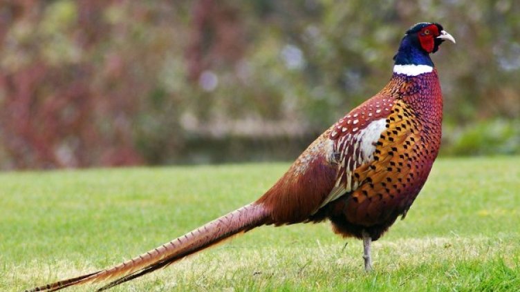 Снимка: Уикипедия