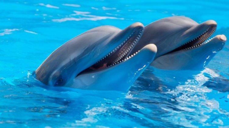 Снимка: Pexels