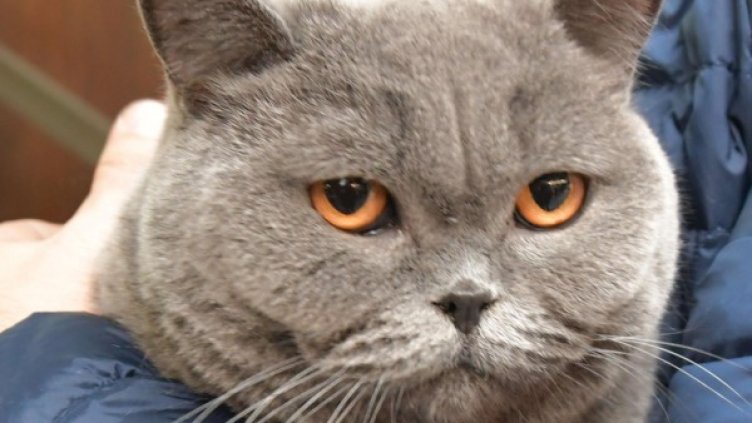 Снимка: архив "Булфото"