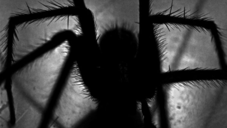 Снимка: Pexels