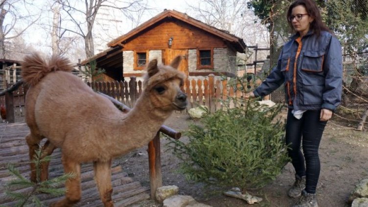 Коледни елхички – любимата храна за елени и сърнички