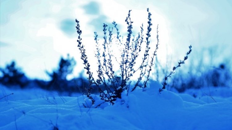 Снимка: pixabay.com