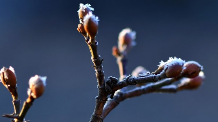 Днес – най-студеният ден, на места живакът ще покаже -20°C