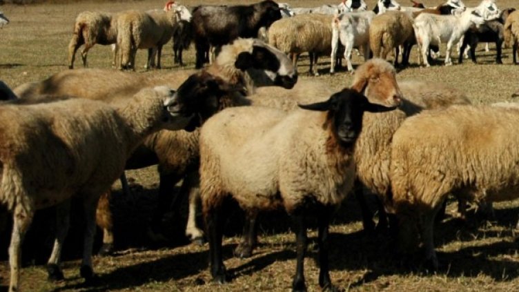 Архив: Булфото