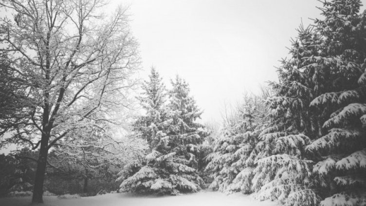 Снимка: Pexels