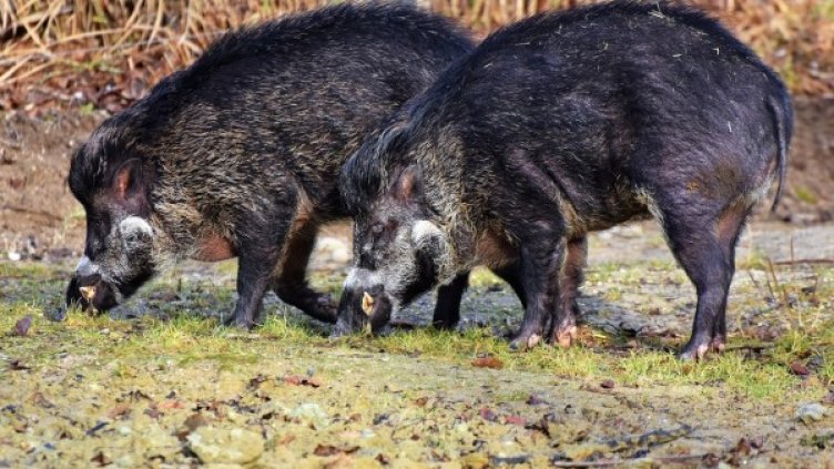 Снимка: pixabay