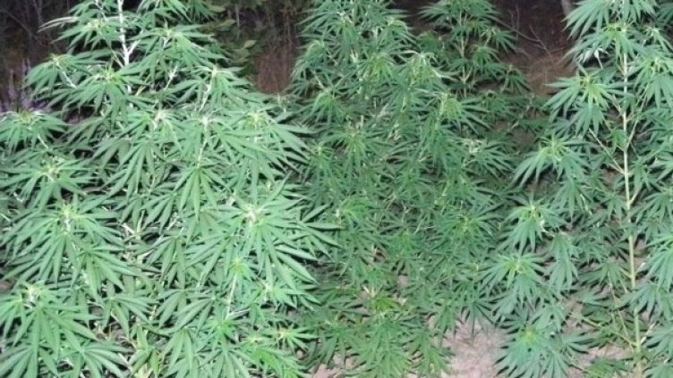 Архив: Булфото