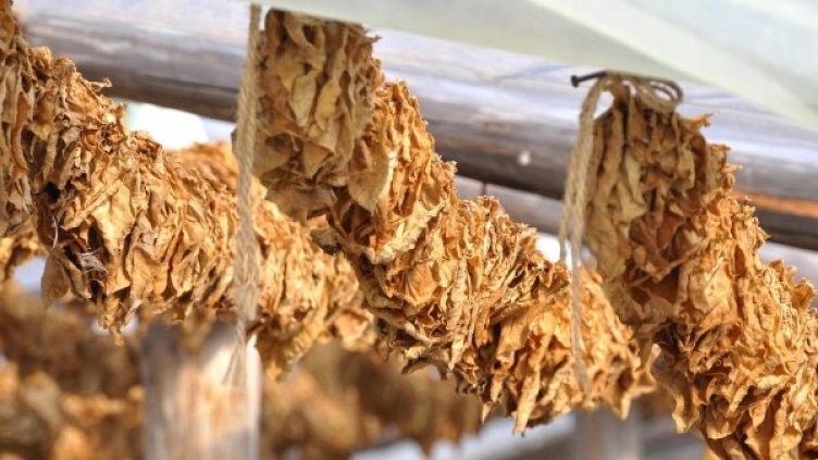 Снимка: Булфото