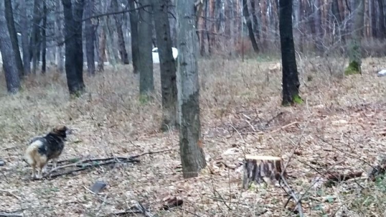 Снимка: Архив, Булфото