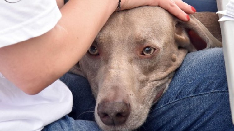 Снимка: архив "Булфото"