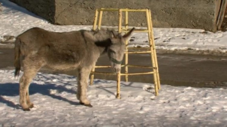 Бели, сиви, кафяви... село Церово – магарешкият рай!