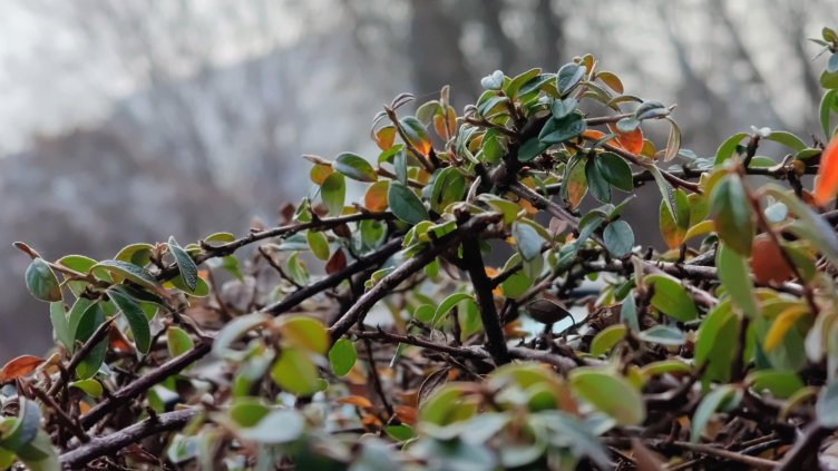 Снимка: архив, БГНЕС