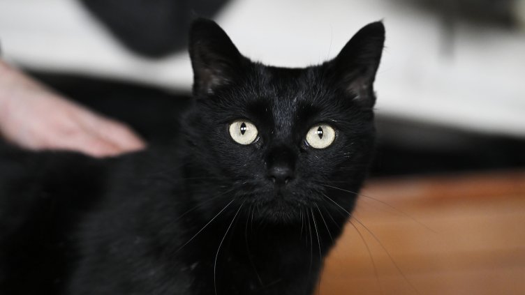 Снимка БГНЕС