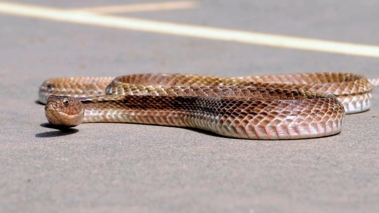 Снимка: Pixabay/anselmo7511