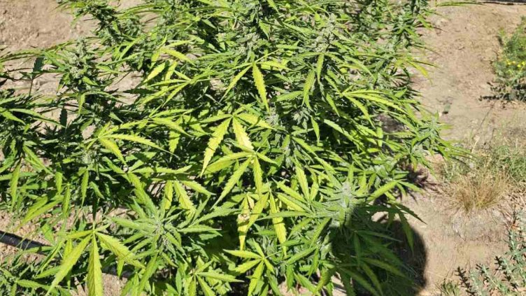 БГНЕС, архив